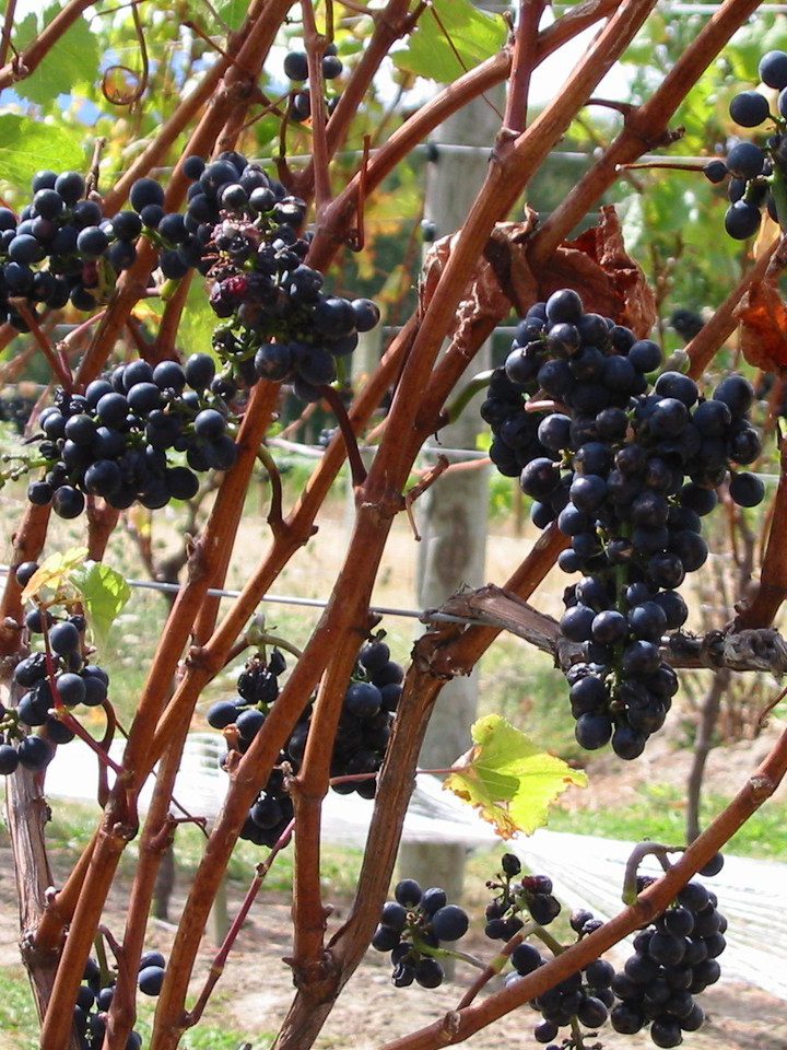 Mity na temat wina – o dylematach gospodarza uroczystości